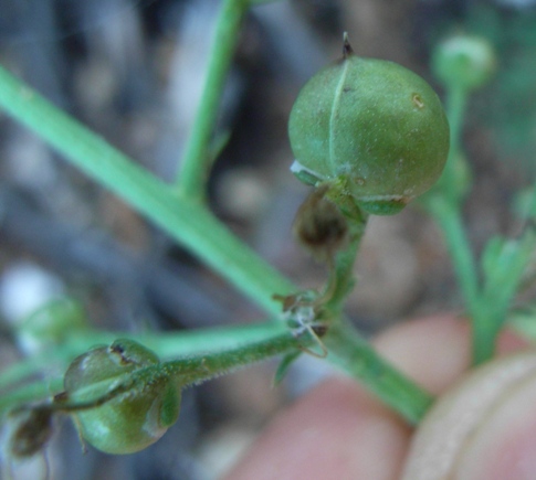 faggeta1 - Scrophularia sp.